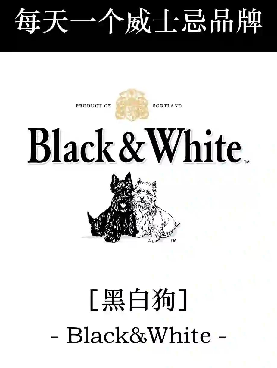 关于黑白狗的介绍作文