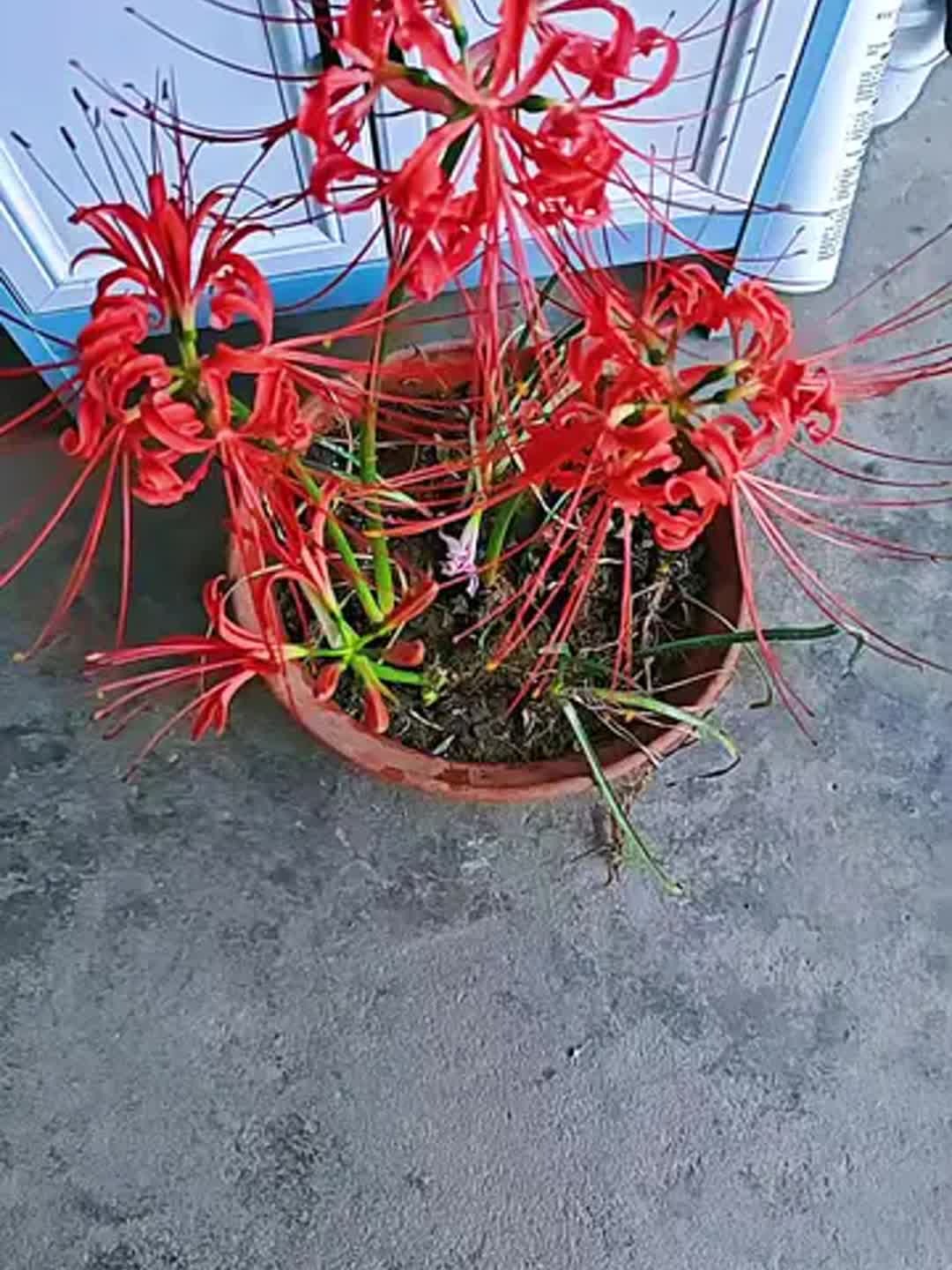 彼岸花一株能卖多少钱