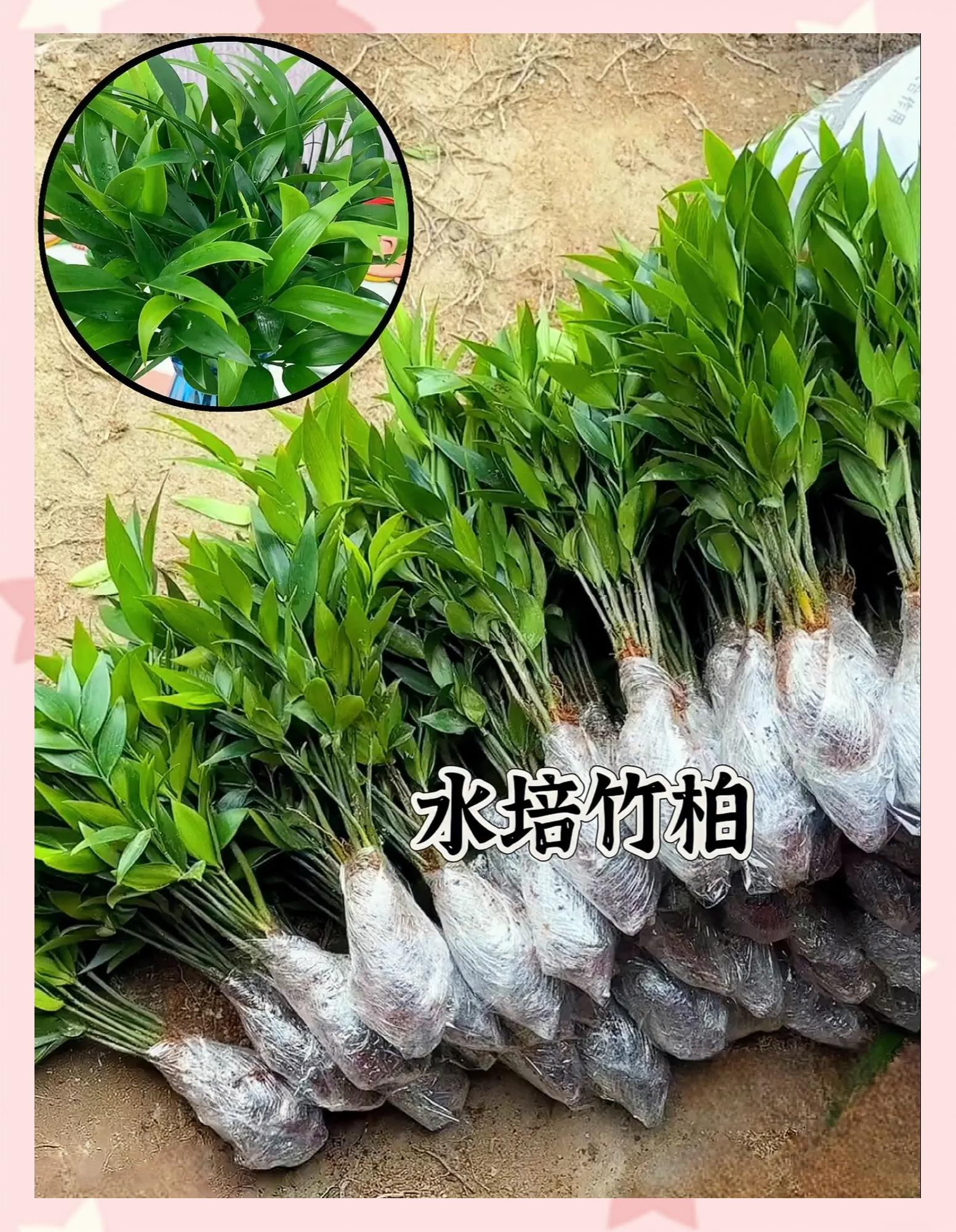 哪些防蚊植物对婴儿有害