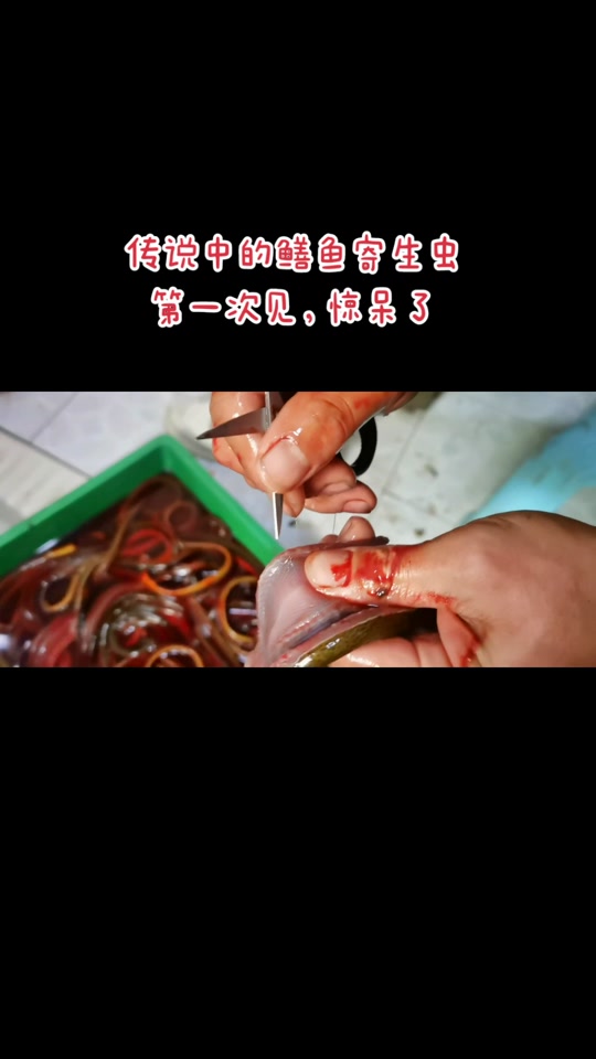 线形虫种类