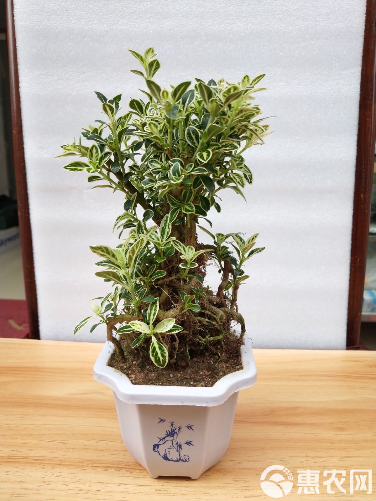 六月雪的养殖方法的叶片枯萎