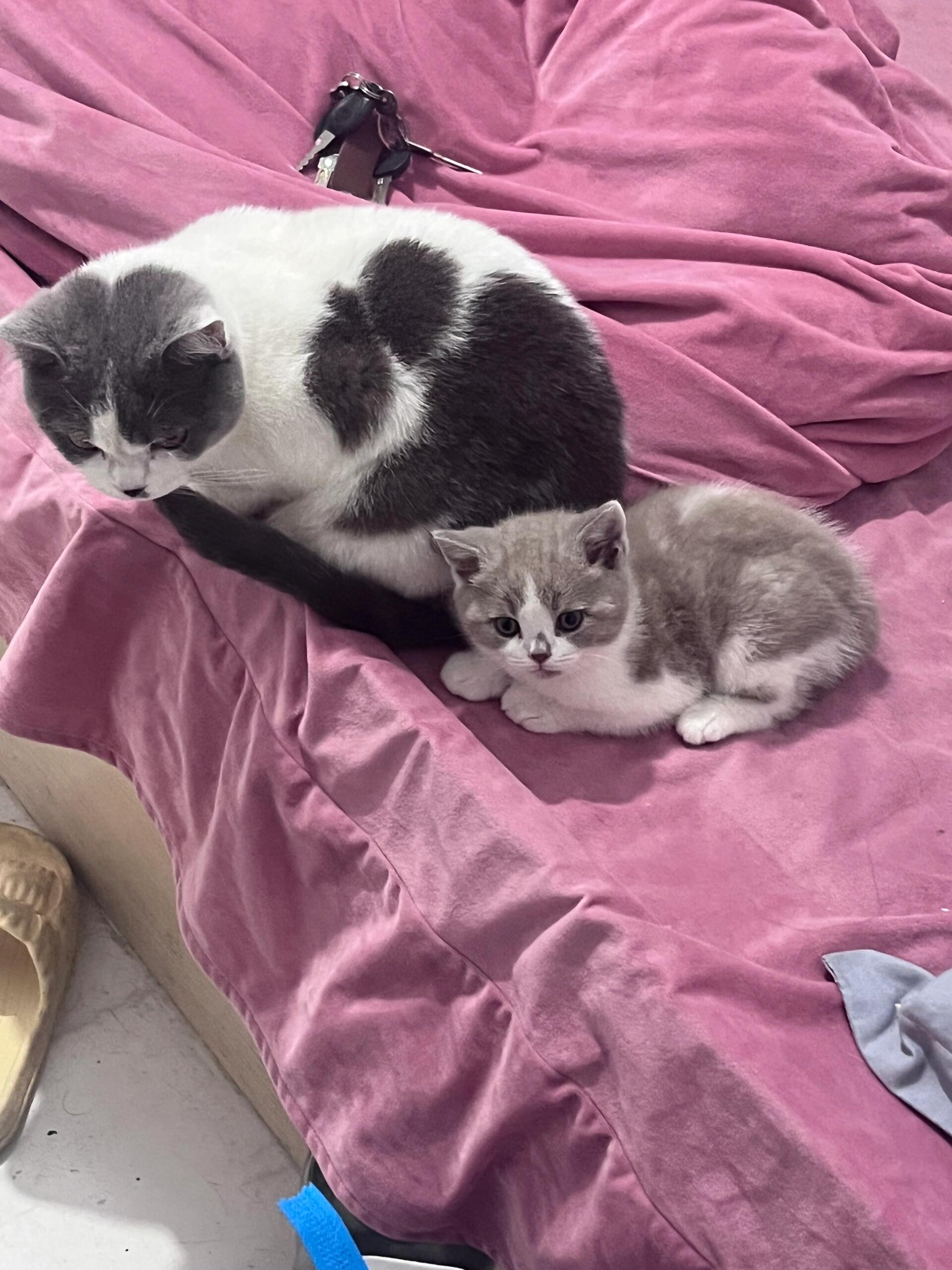 孕妇梦见猫生男生女预示什么