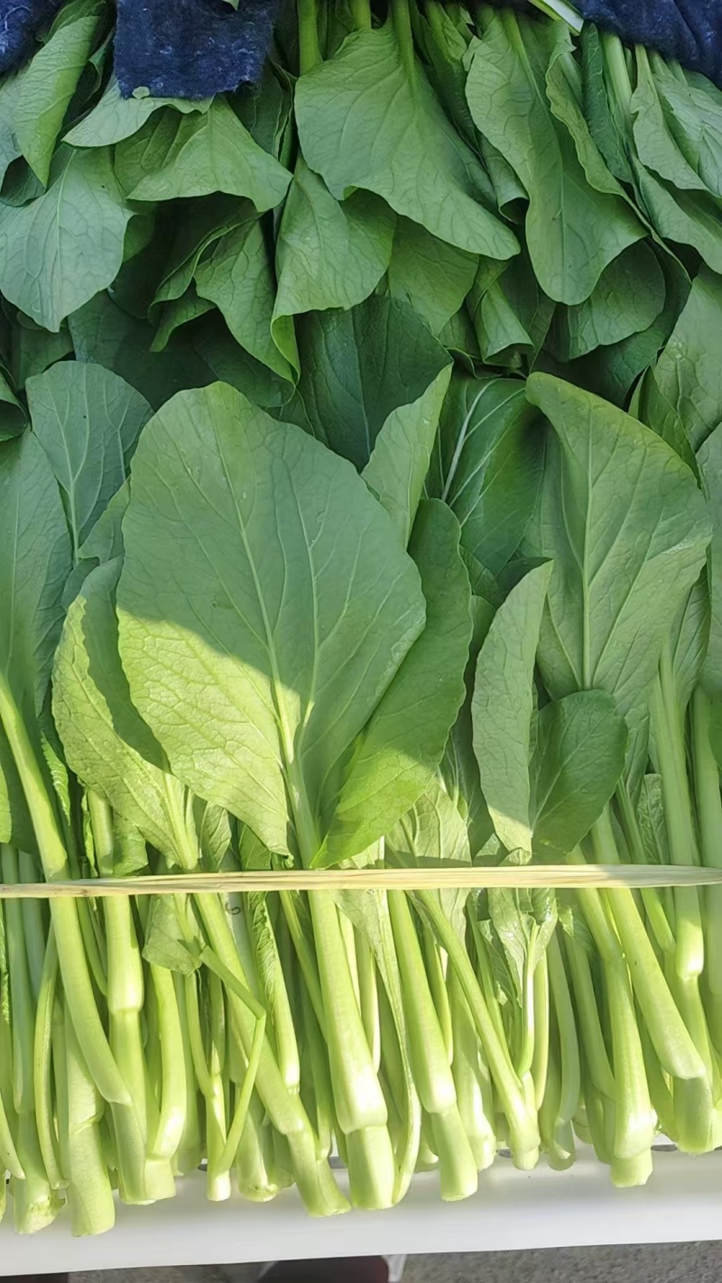 山东苔菜的营养价值