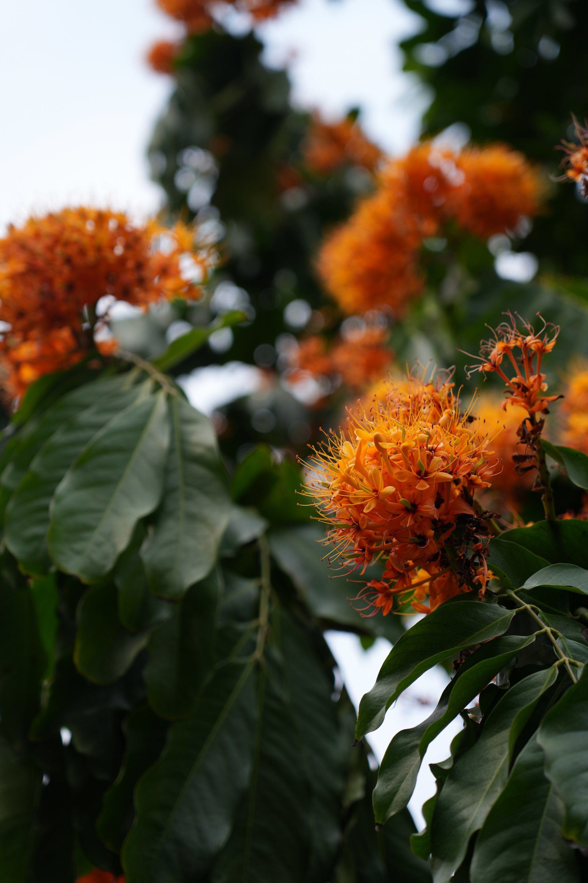 无忧花的寓意是什么