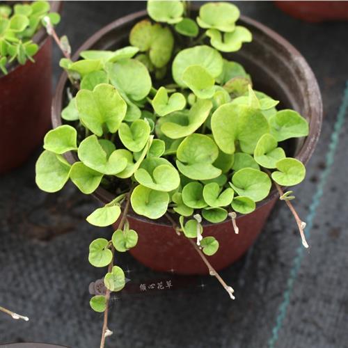 多年生草本植物100种