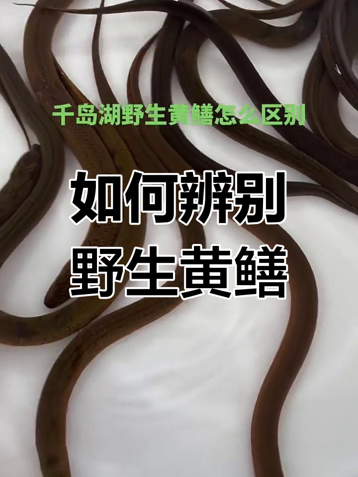 黄鳝为什么和蛇那么像