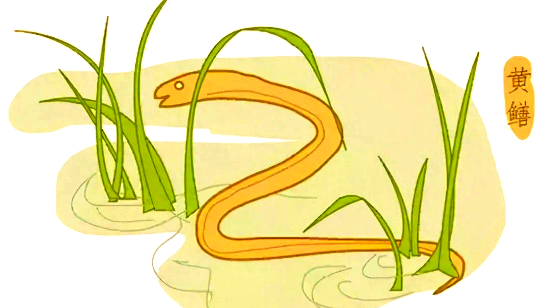 黄鳝为什么和蛇那么像