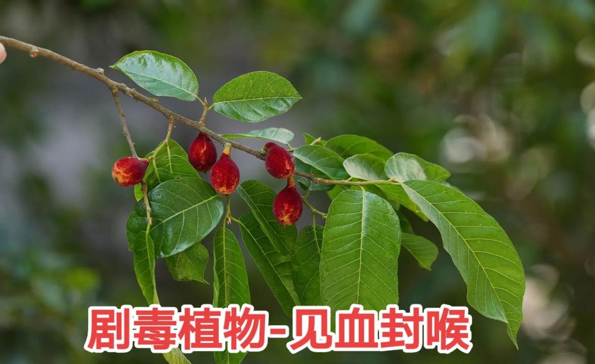 有毒植物有哪些种类