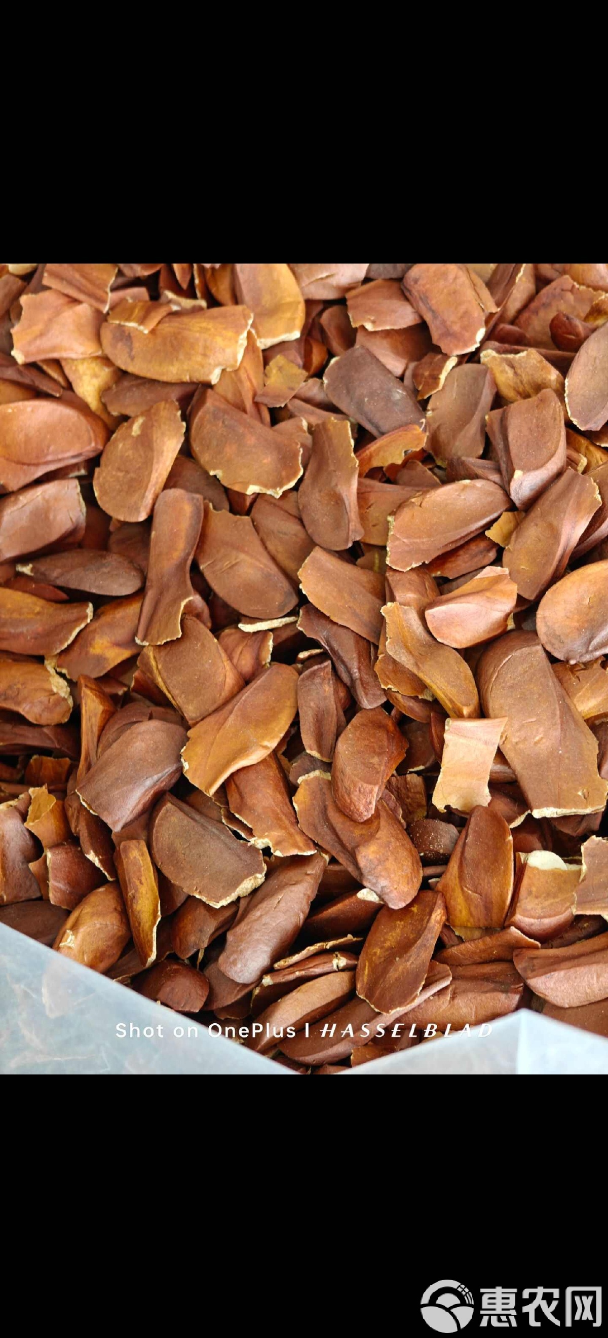 向天果的功效与作用及食用方法