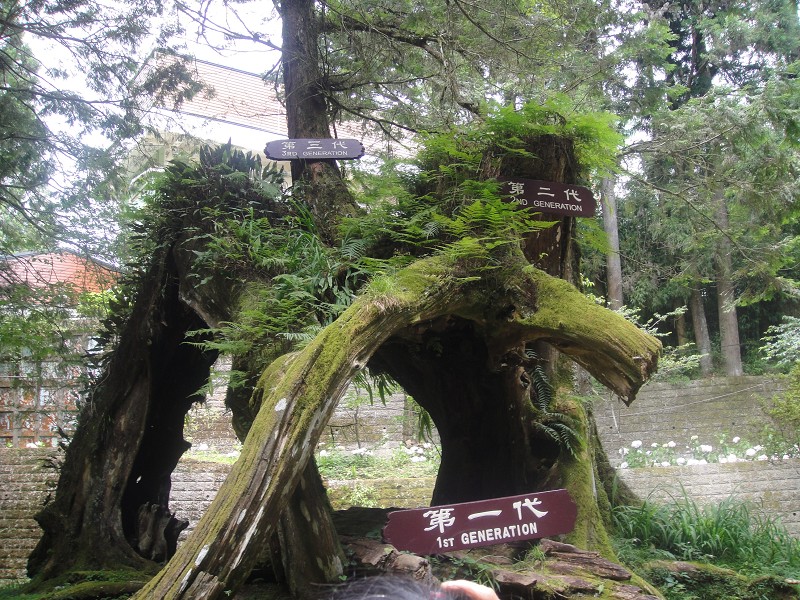 阿里山神蝶简介