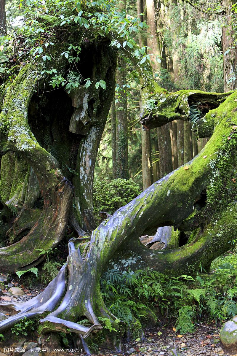 阿里山神蝶简介