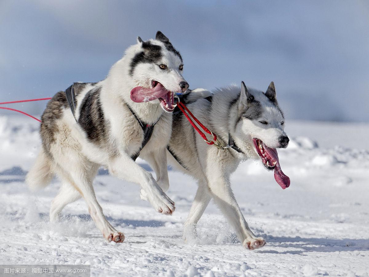 哈士奇跑步训练方法有哪些