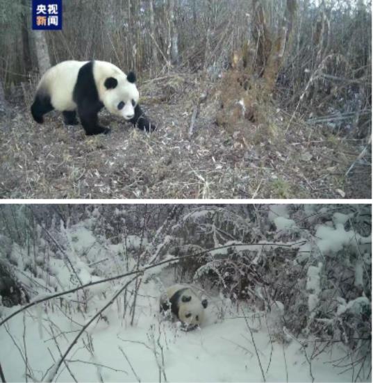 狍子是几级保护动物扑杀违法