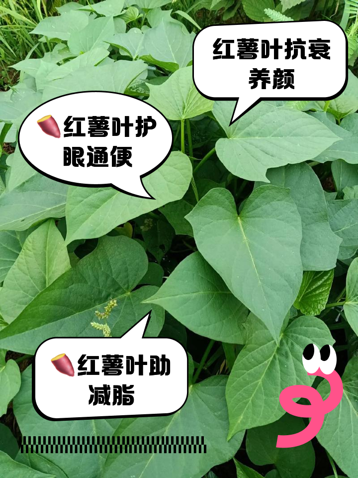 红苕叶的营养价值