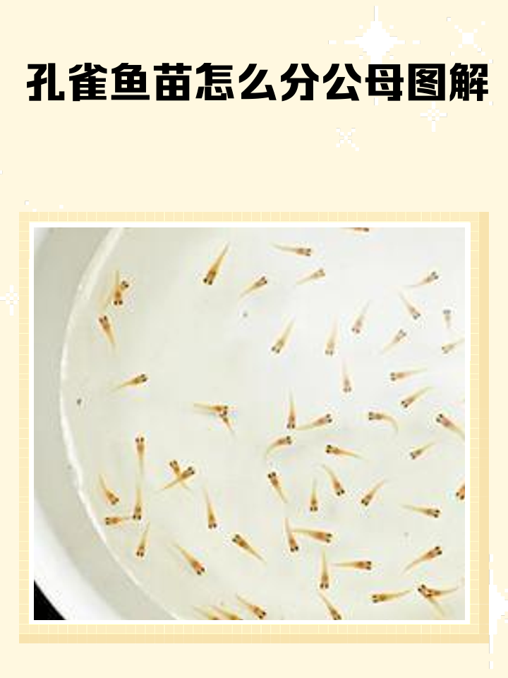 刚出生的孔雀鱼小鱼苗怎么养