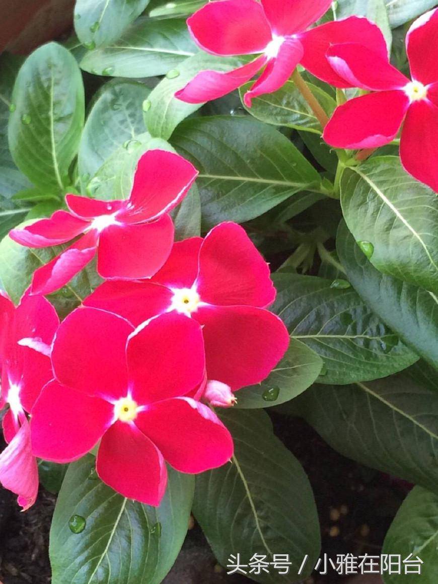 秋天开的什么花在9月