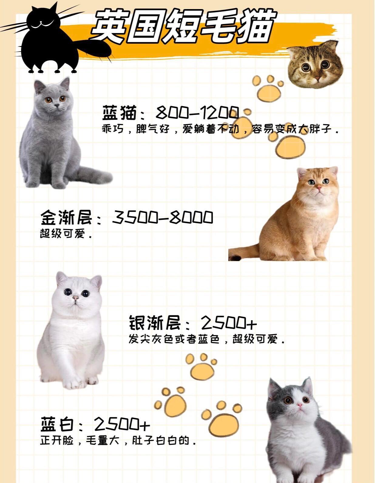 小猫咪名字好听