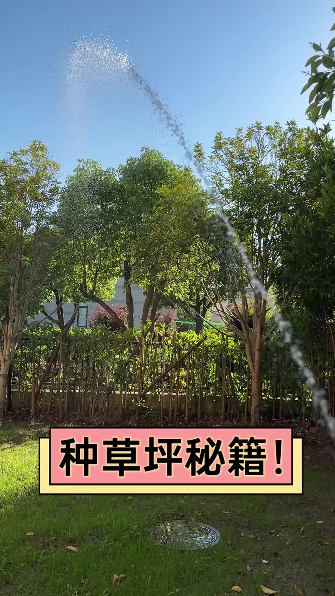 草坪种植方法步骤