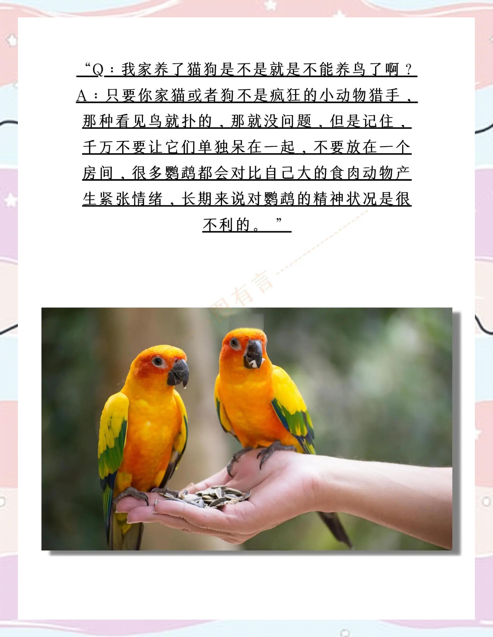 小鹦鹉怎么养才会认主人呢