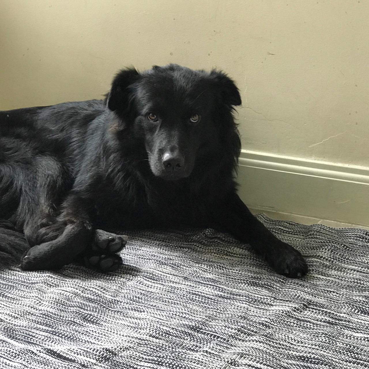 黑色金毛长什么样?