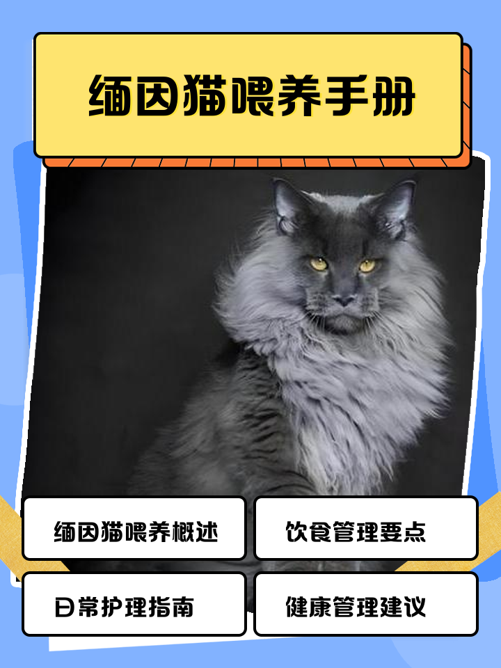 缅因猫为什么不能养呢
