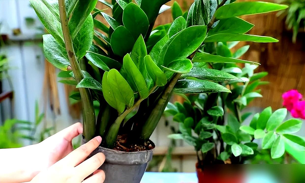 金钱兜为什么很少人养