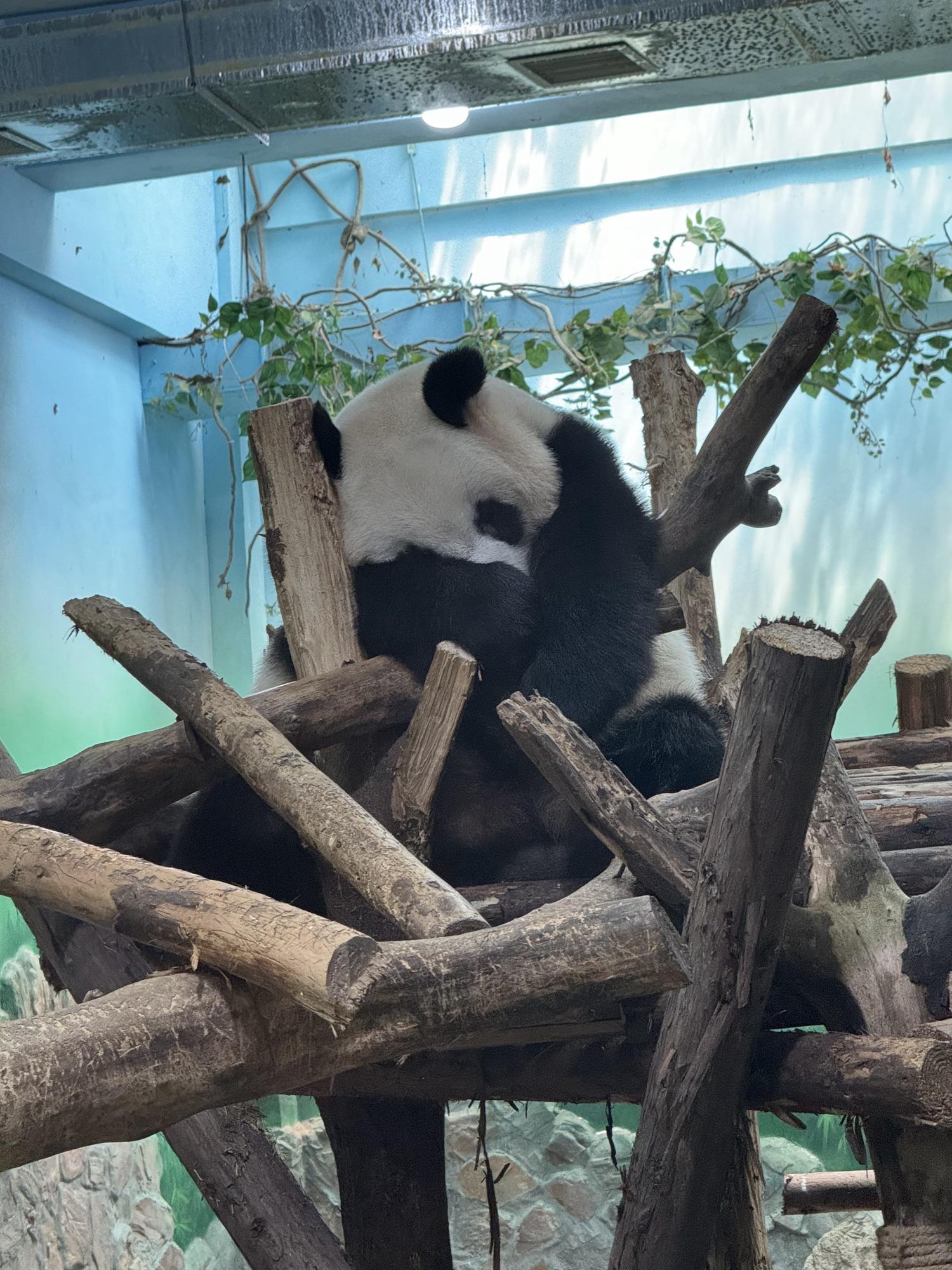 天府之国代表什么动物