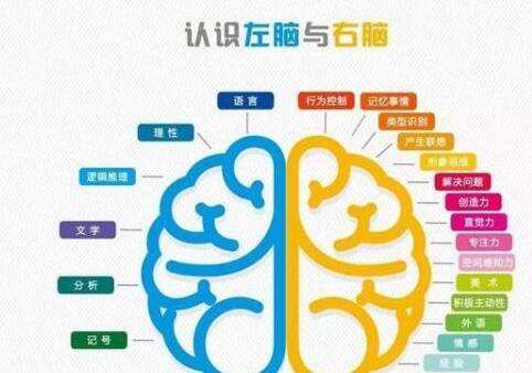 左右脑真的有区别吗