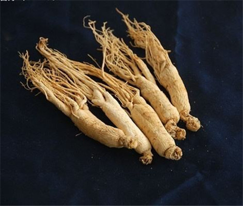 小人参是什么萝卜