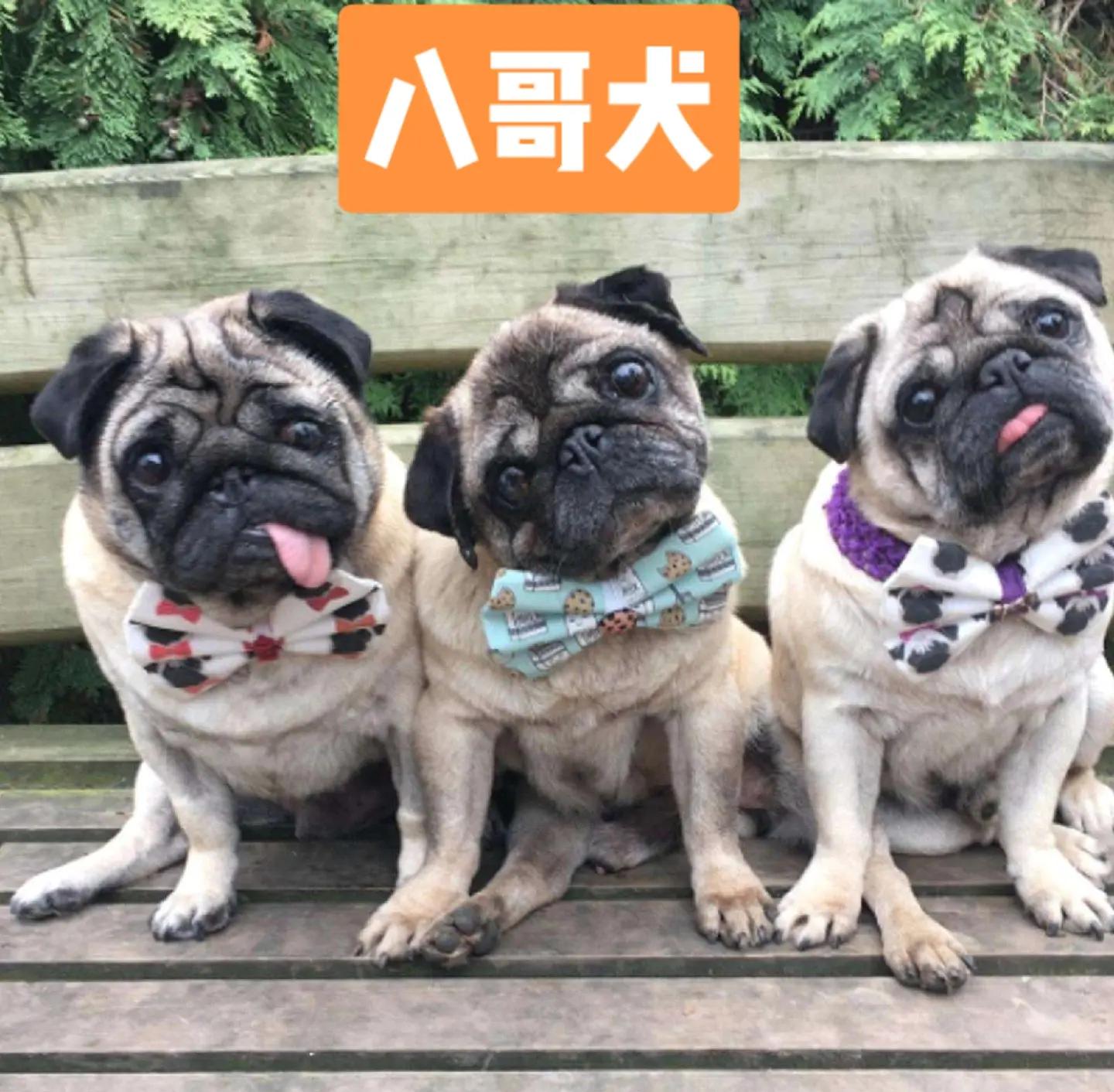 巴哥大概多少钱一只