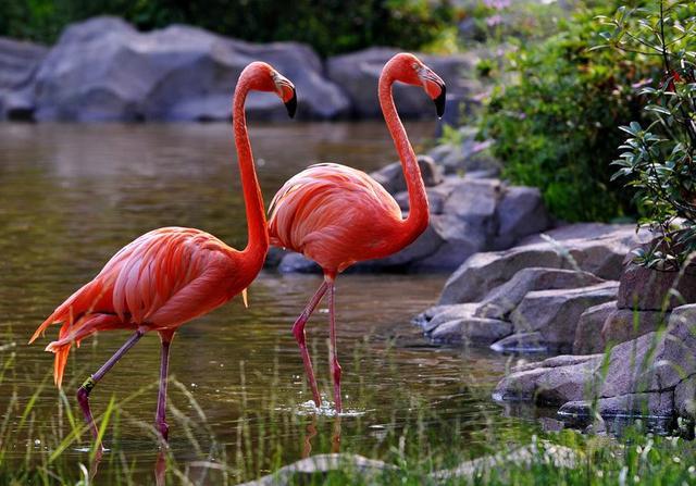 火烈鸟为什么是红色的 懂了