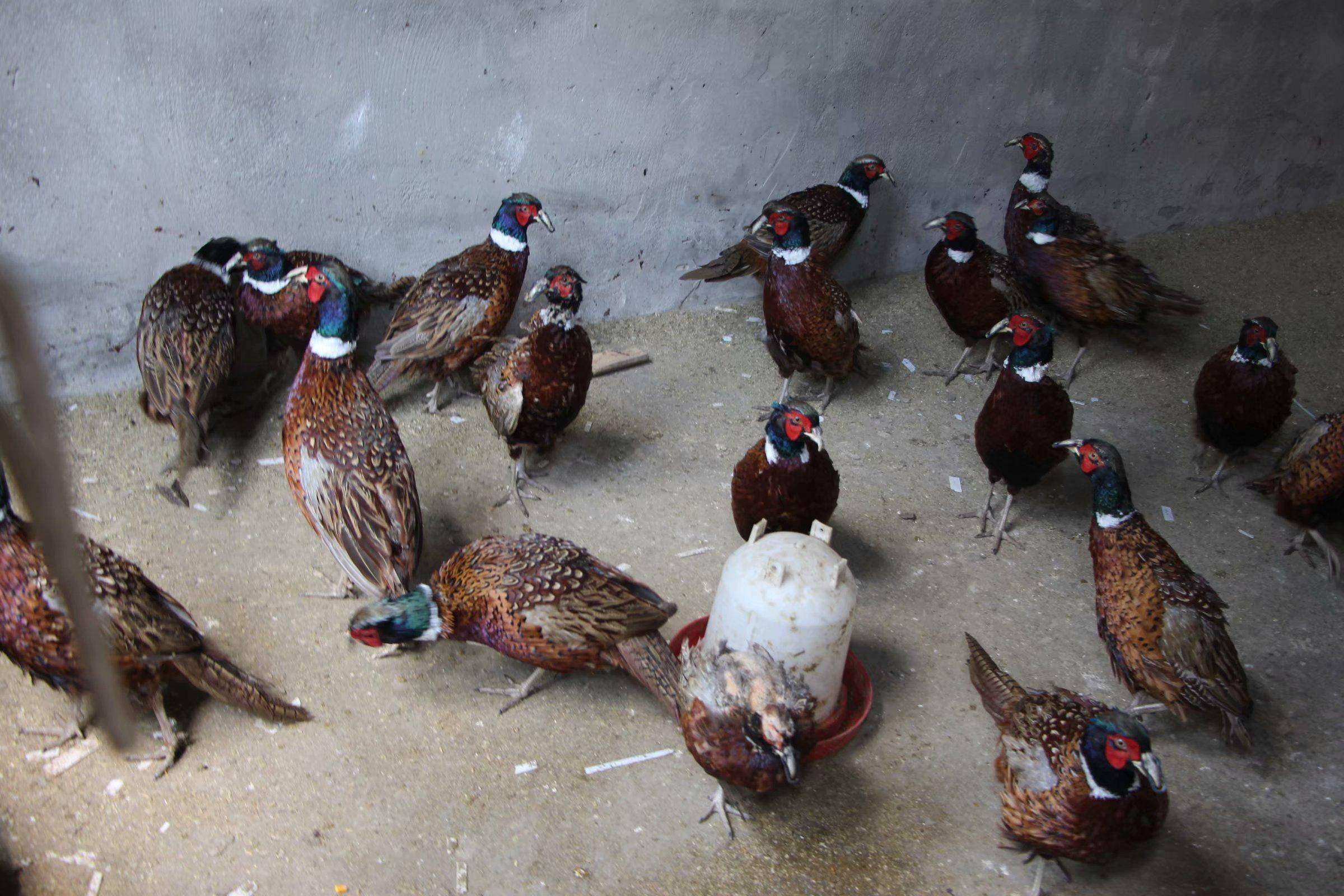 野鸡能不能飞上天