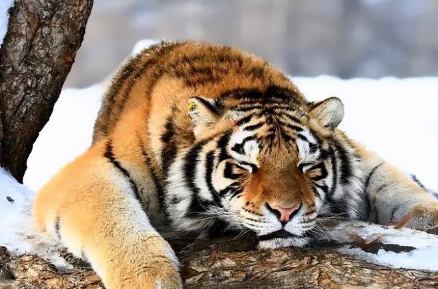 什么的老虎四字词语