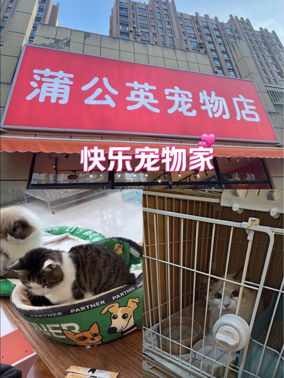 宠物店一年利润怎么样猫
