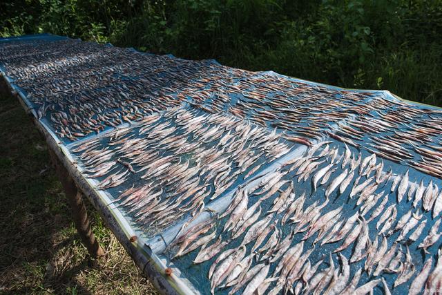 带鱼有人工养殖的吗?