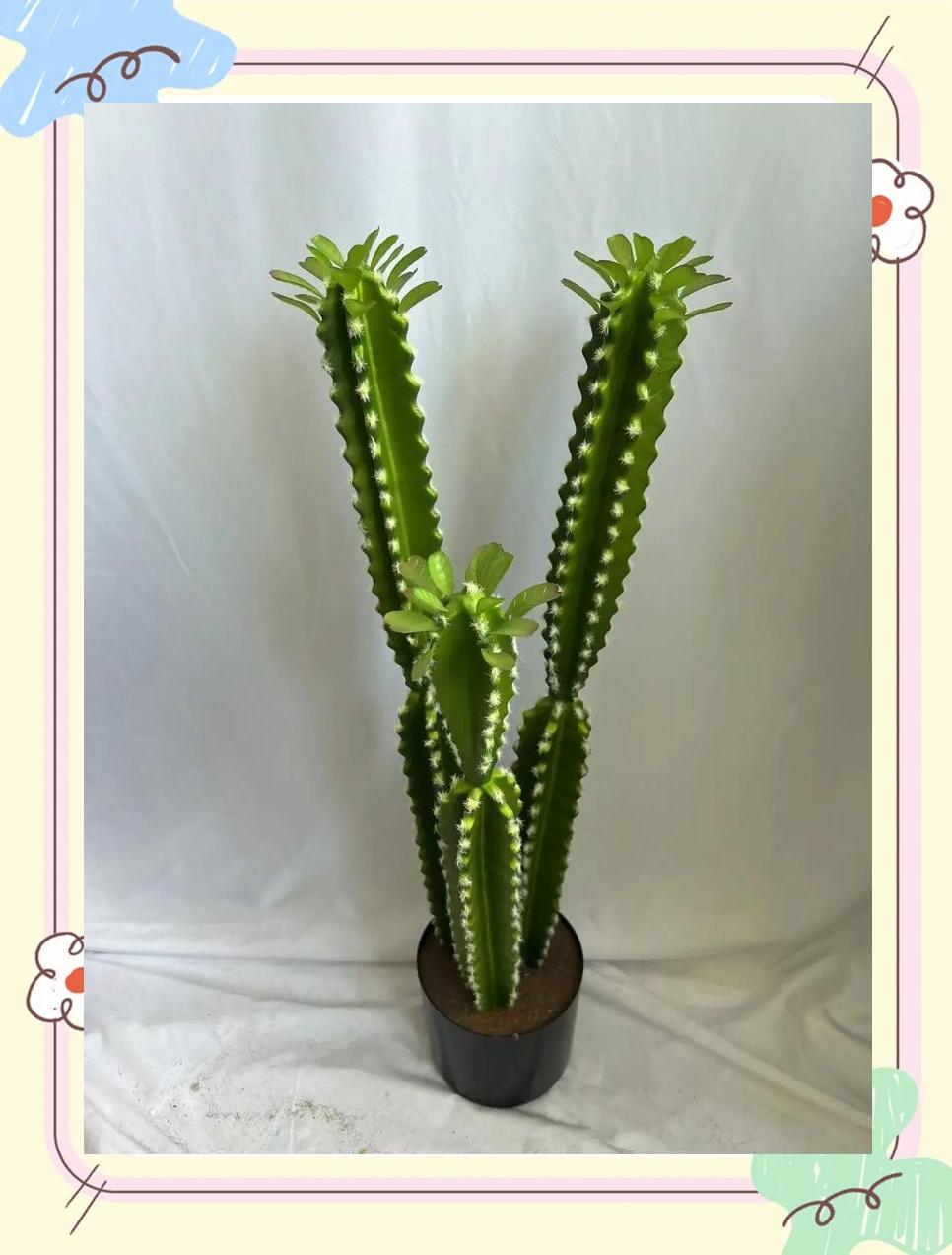 电脑桌旁边适合放什么植物防辐射