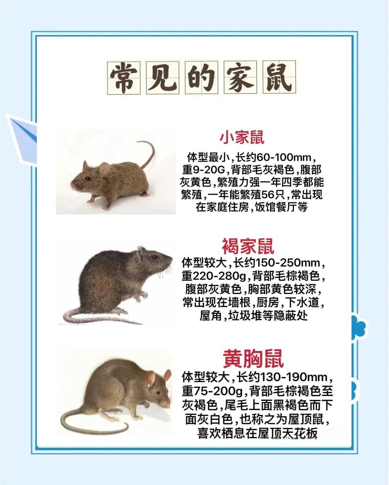 晚上开灯睡觉老鼠会出来吗