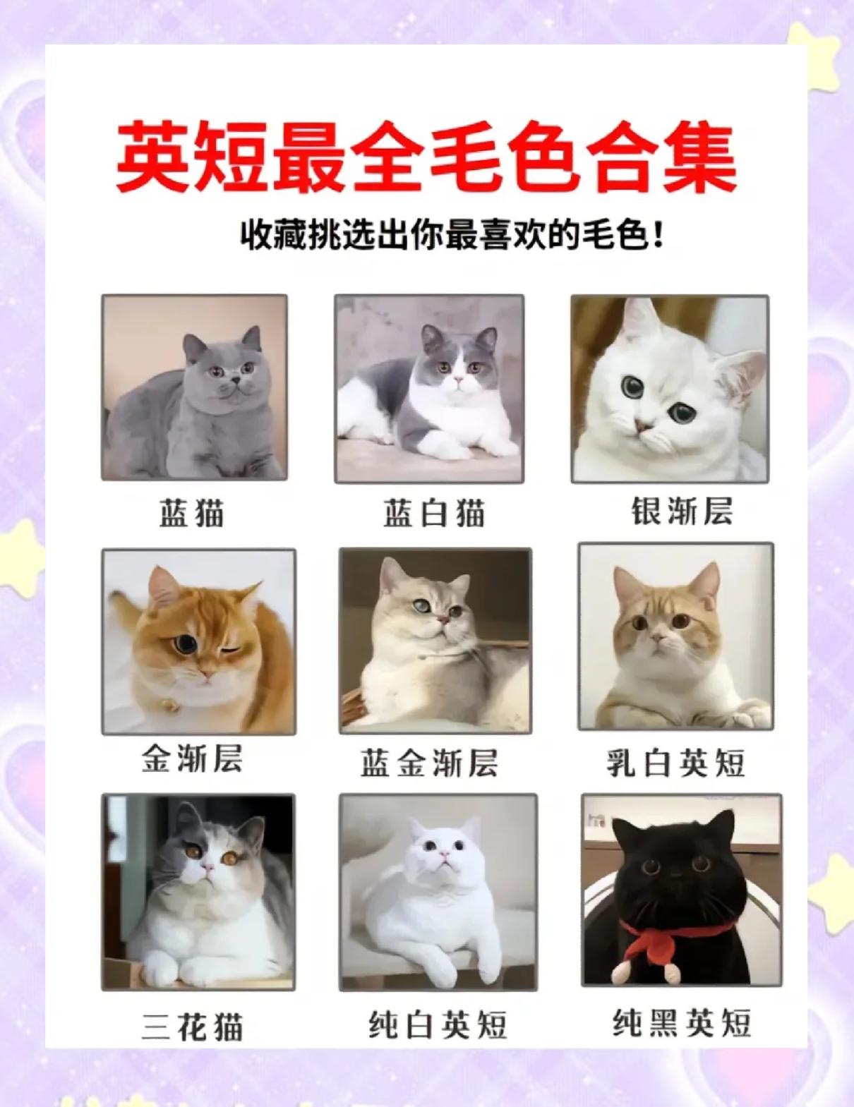 英国短毛猫与蓝猫