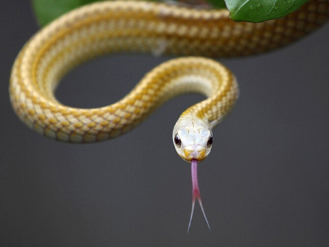 梦见自己的假牙掉了好不好