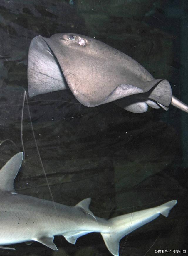 黑魔鬼的外形特点描写