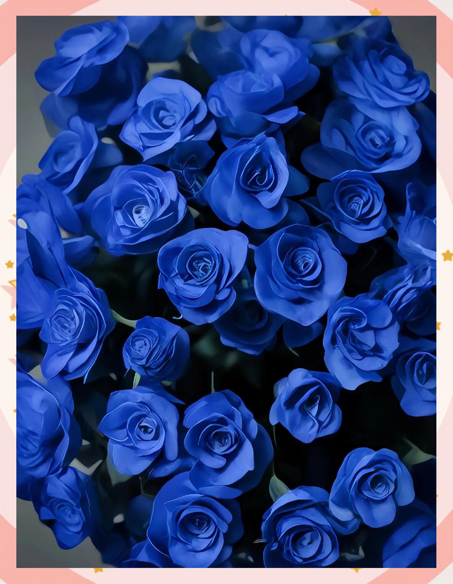 蓝色妖姬象征什么