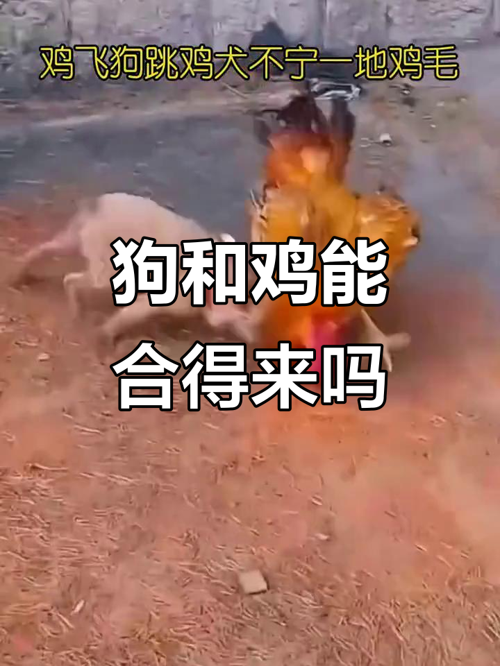 属狗能跟属鸡的结婚吗