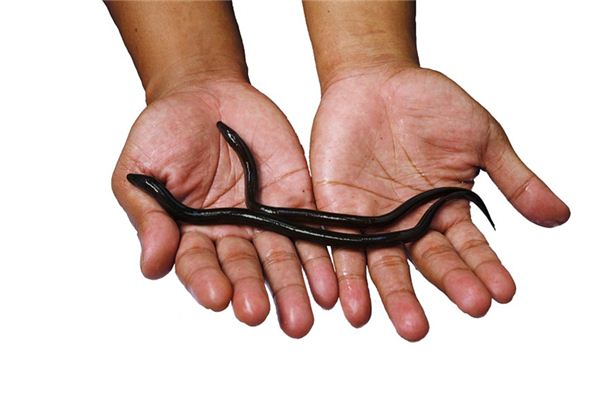 梦见捡鹅蛋是坏的什么预兆