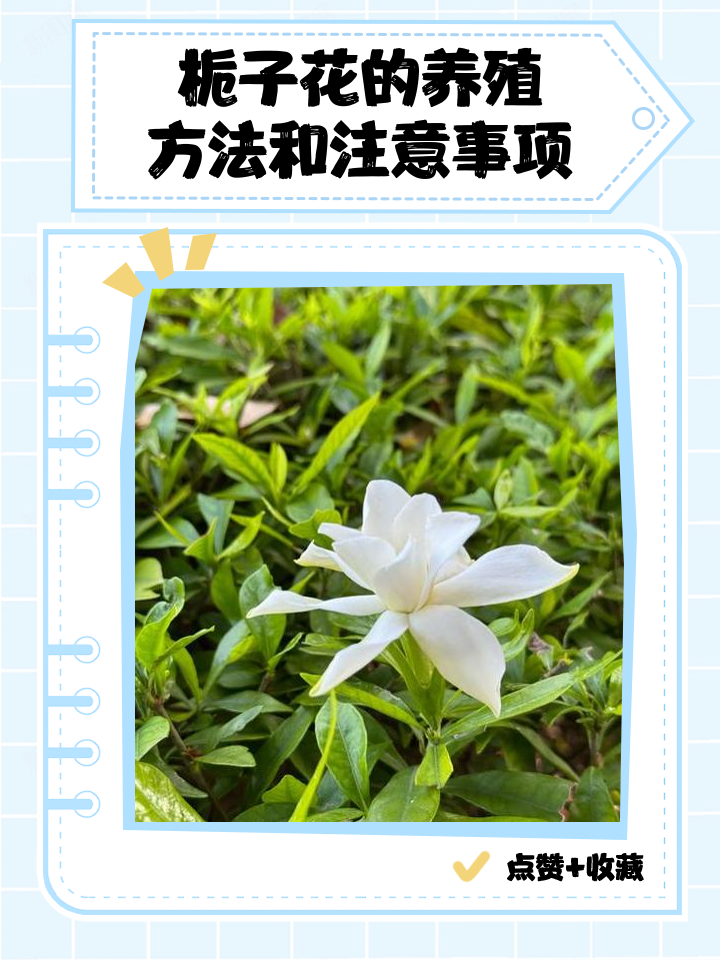 栀子花放家里的禁忌有什么讲究