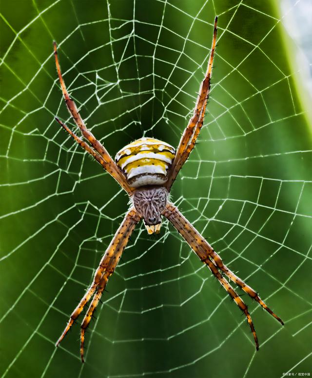 家里面进蜘蛛怎么办