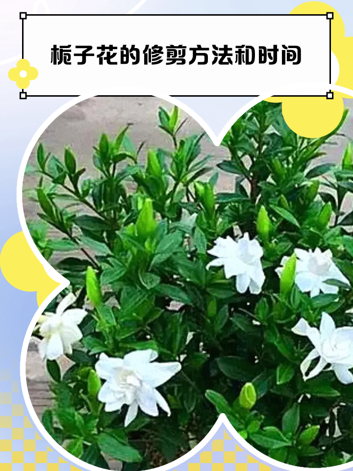 栀子花这样修剪,年年花开满枝!