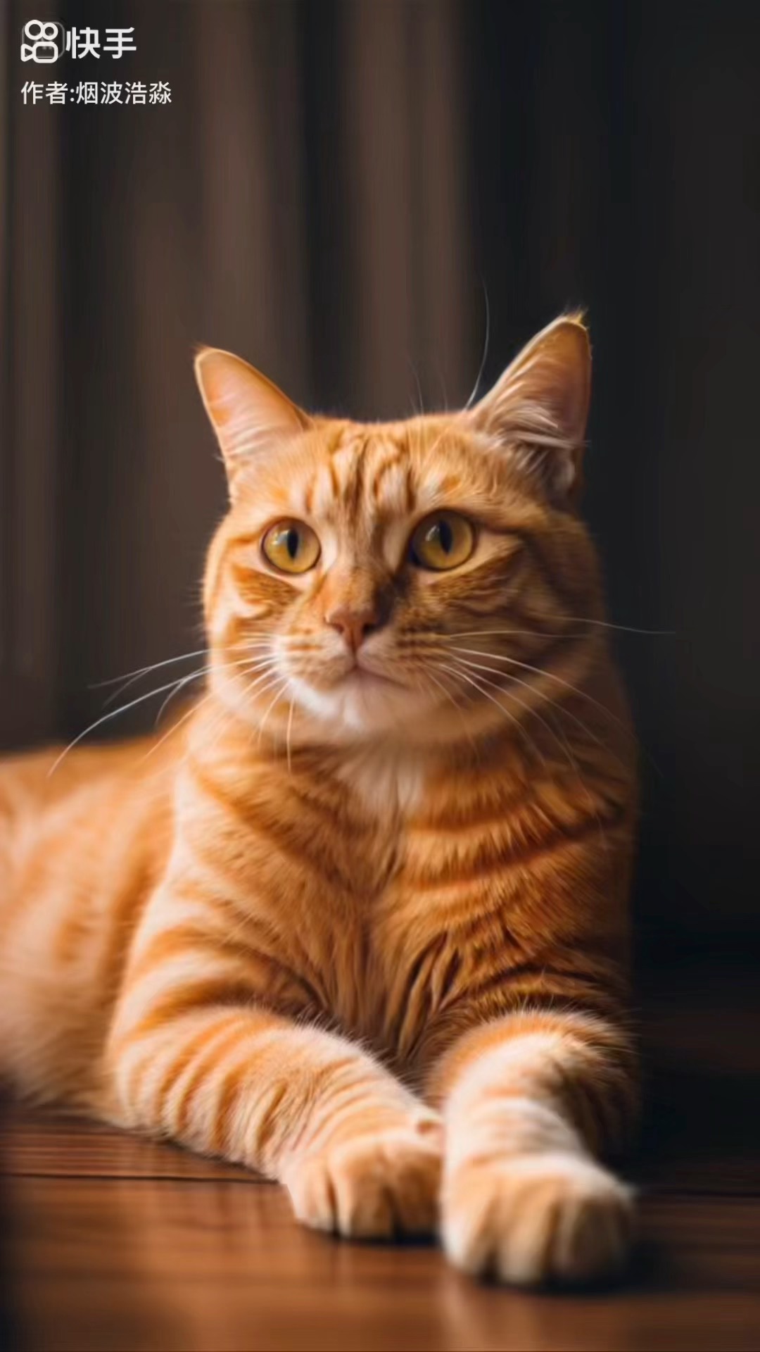 橘猫价格大概多少钱一只