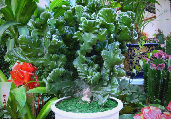 玉麒麟盆景造型