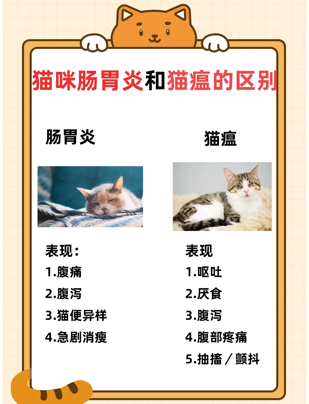 猫胃肠炎的症状是什么引起的