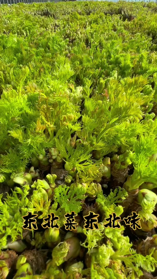 刺嫩芽的功效与作用图片